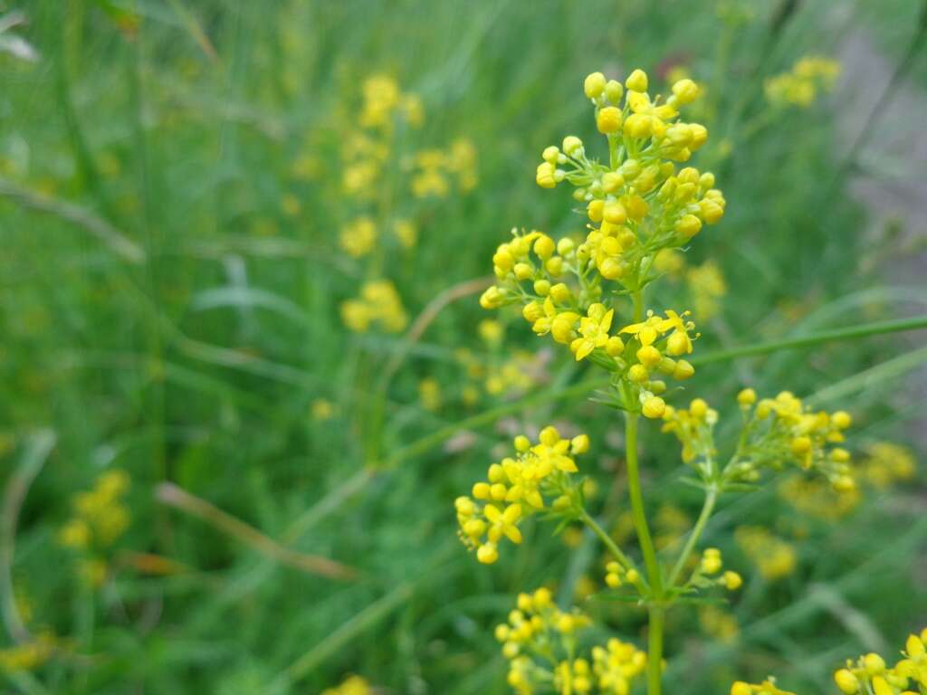 Image of Lady's Bedstraw