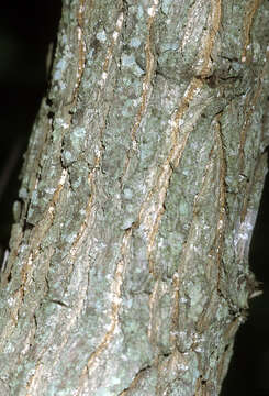 Image of swamp cottonwood