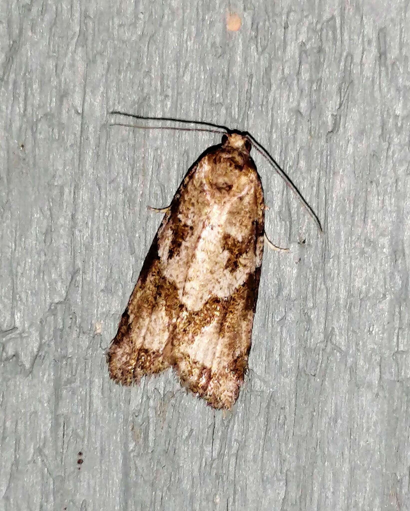 Слика од Cnephasia stephensiana Doubleday 1849