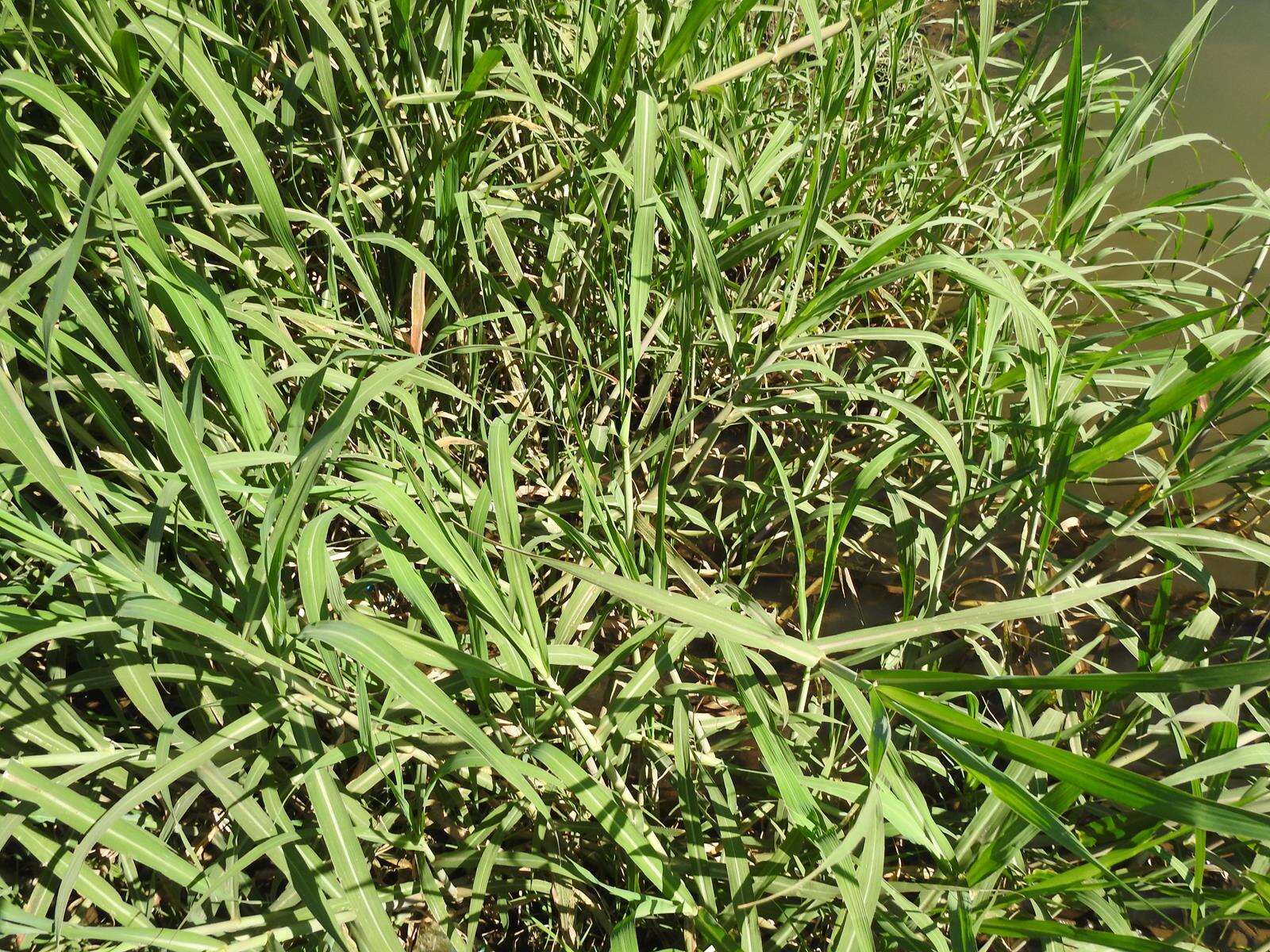 Image of Antelope Grass