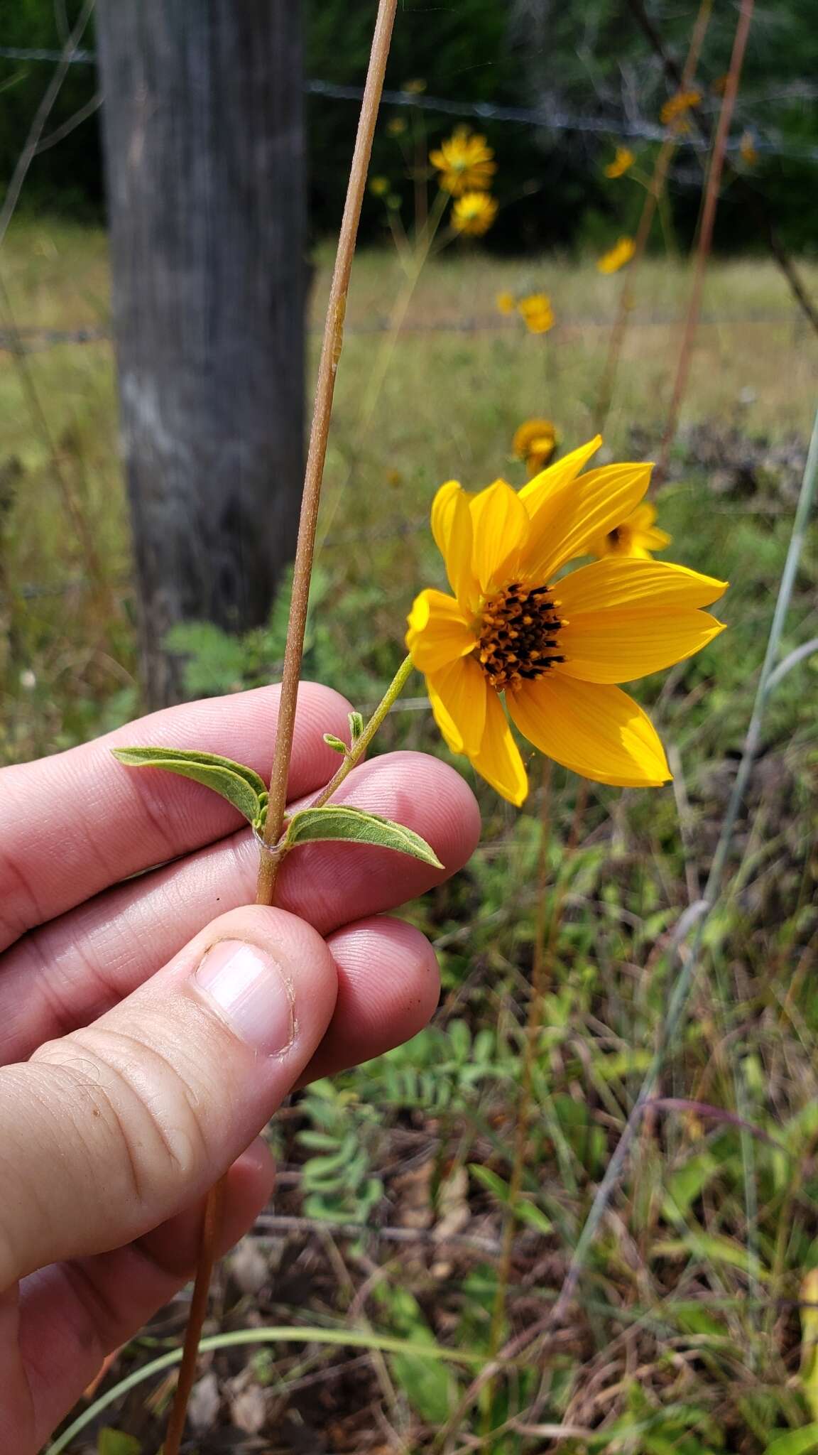 Image of fewleaf sunflower