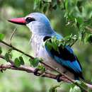 صورة Halcyon senegalensis cyanoleuca (Vieillot 1818)