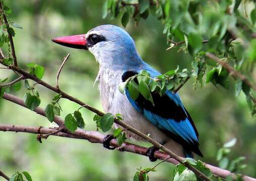 صورة Halcyon senegalensis cyanoleuca (Vieillot 1818)