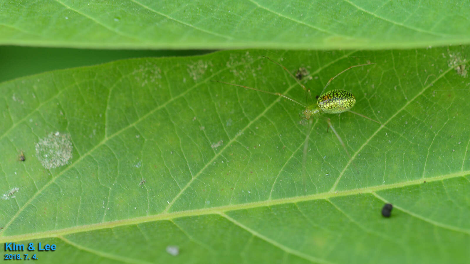 Image of Tetragnatha yesoensis Saito 1934