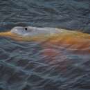 Image of Bolivian river dolphin