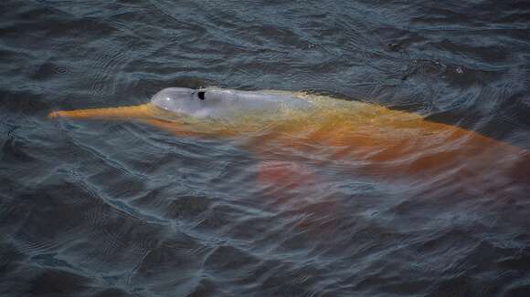 Image of Bolivian river dolphin