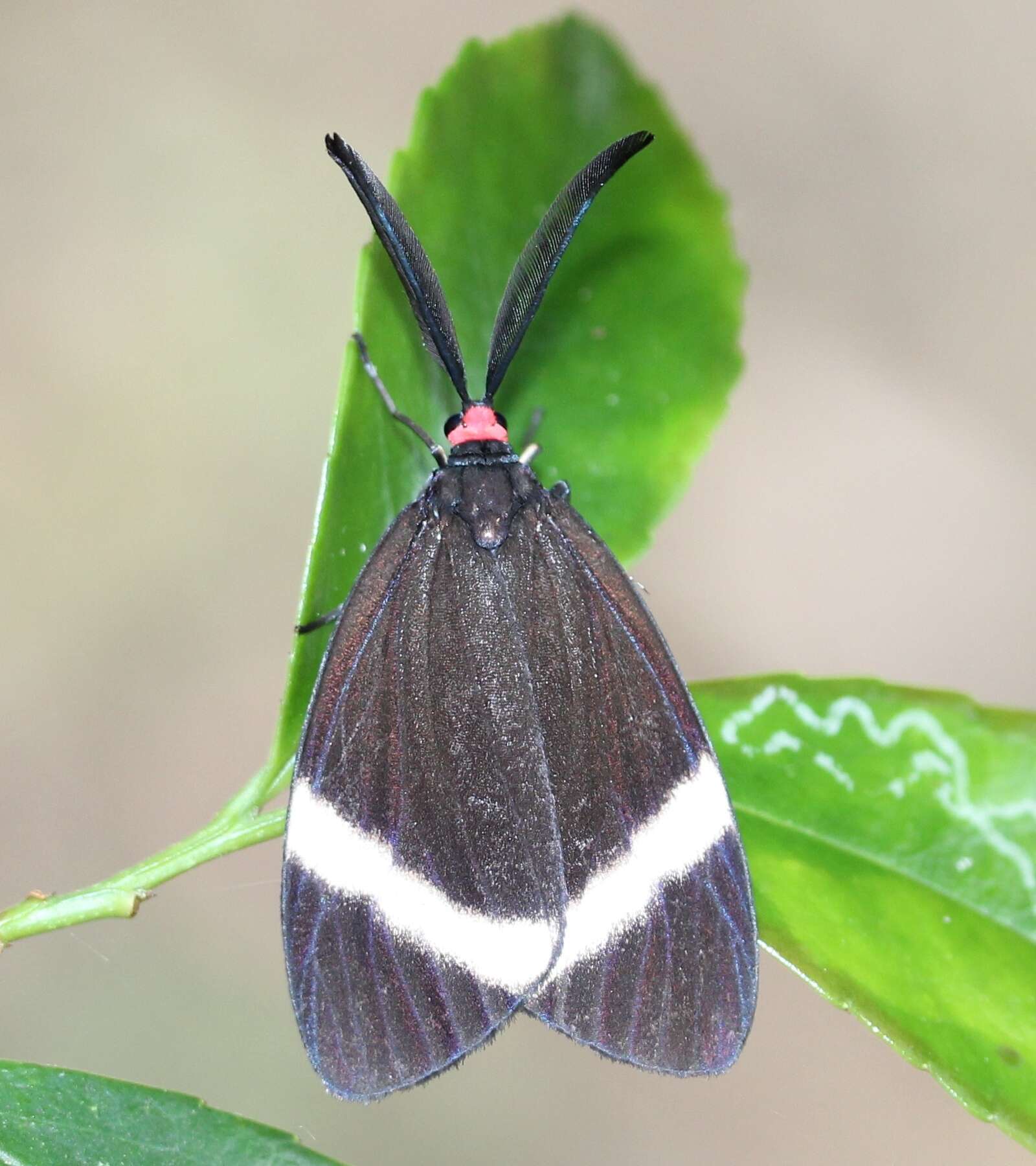 Image of Pidorus glaucopis Drury 1773