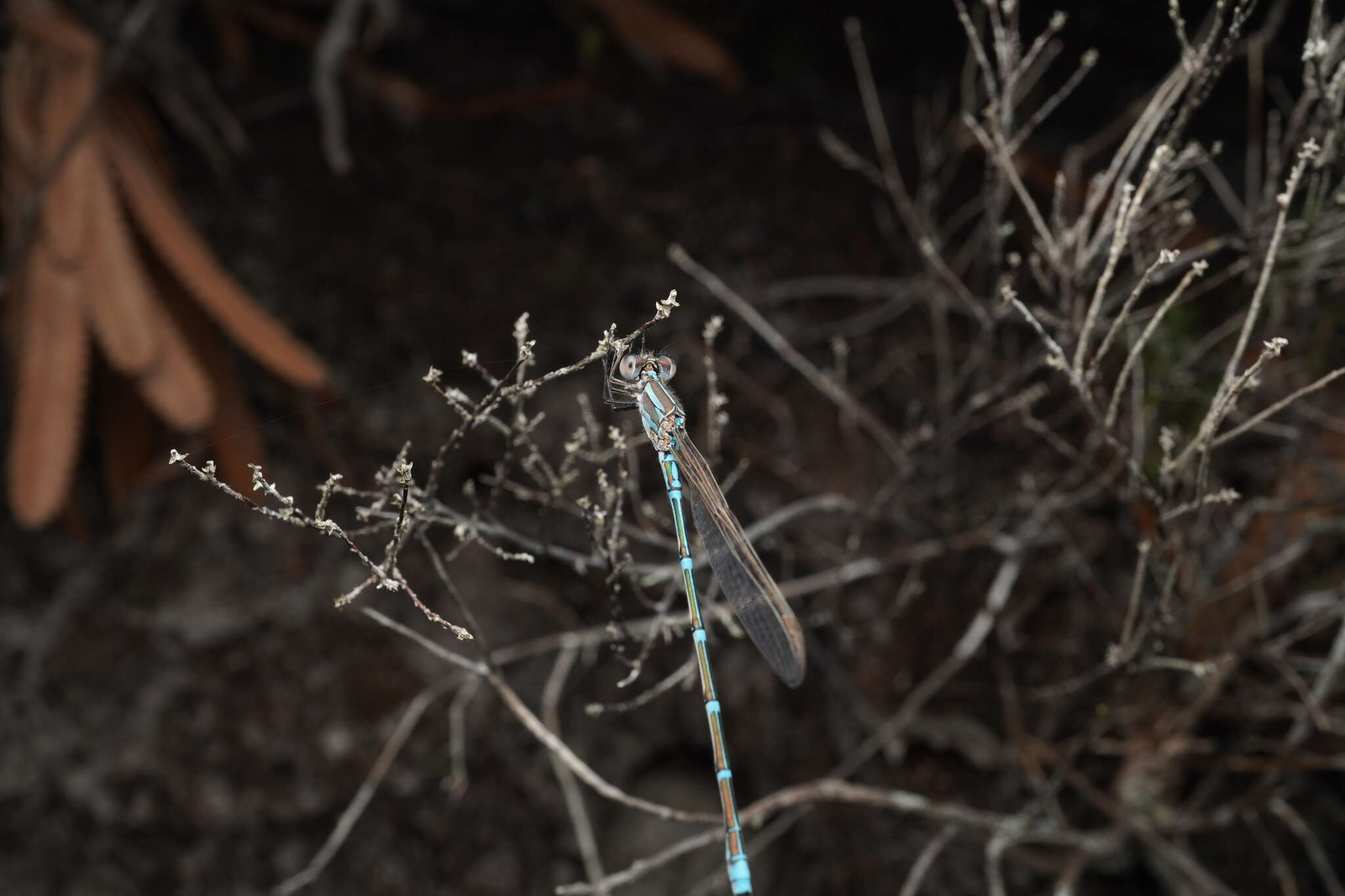 Image of Austrolestes aridus (Tillyard 1908)