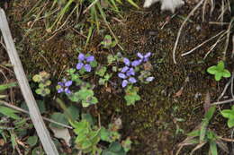 Image of Cyananthus hookeri C. B. Clarke