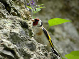 Image of European Goldfinch