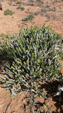 Image of Euphorbia burmanni (Klotzsch & Garcke) E. Mey. ex Boiss.