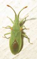 Image of Brotheolus viridis (Distant 1902)