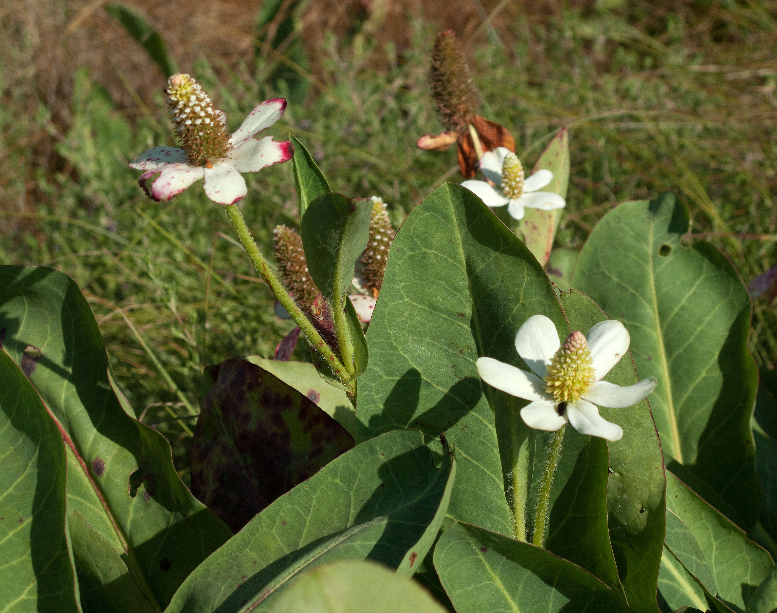 Image of yerba mansa