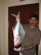 Image of Indian threadfish