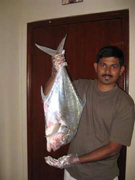 Image of Indian threadfish