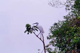 Image of Little Egret