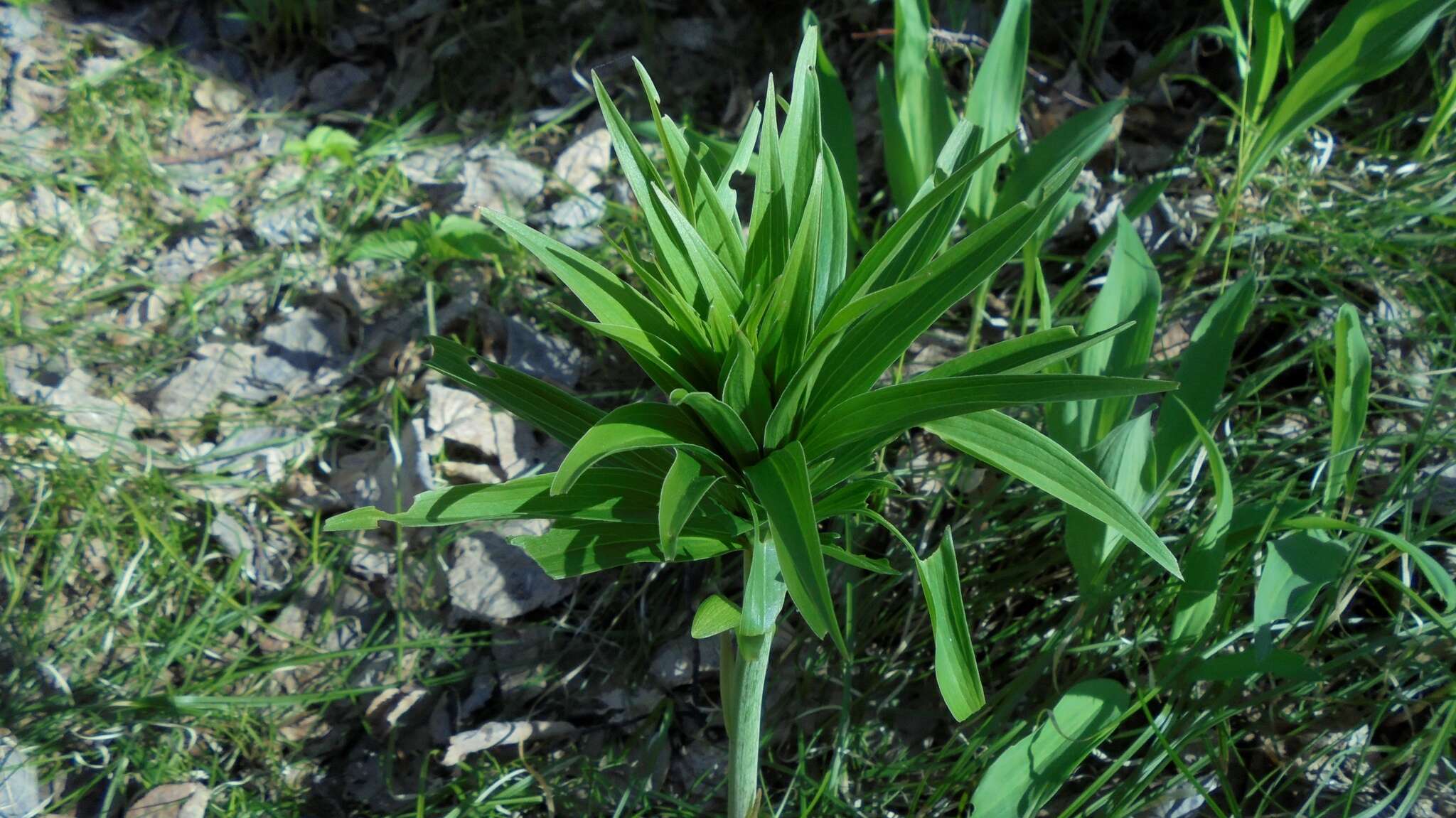 Image of Lilium martagon var. pilosiusculum Freyn