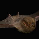 Image of Smokey Bat
