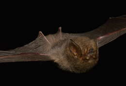 Image of Smokey Bat