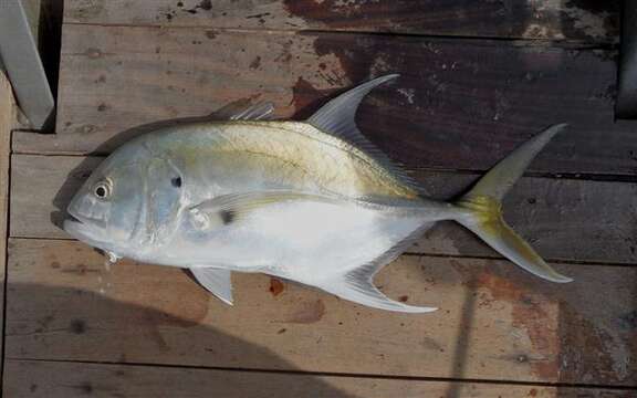 Image of Longfin Crevalle Jack