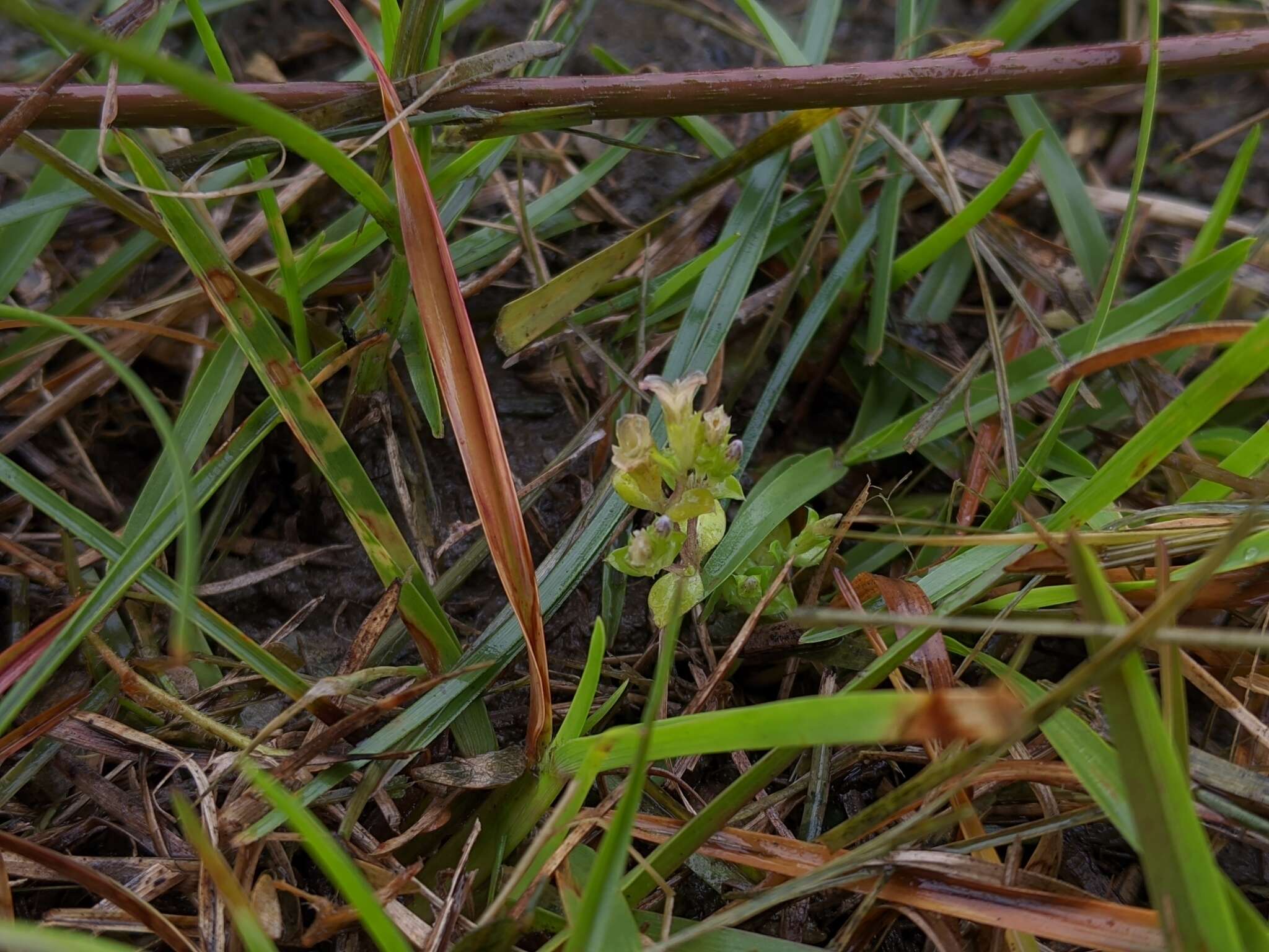 Image de Gentiana yokusai Burkill