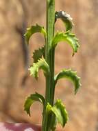 Image of Pseudoselago recurvifolia O. M. Hilliard