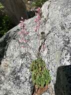 Image de Heuchera elegans Abrams