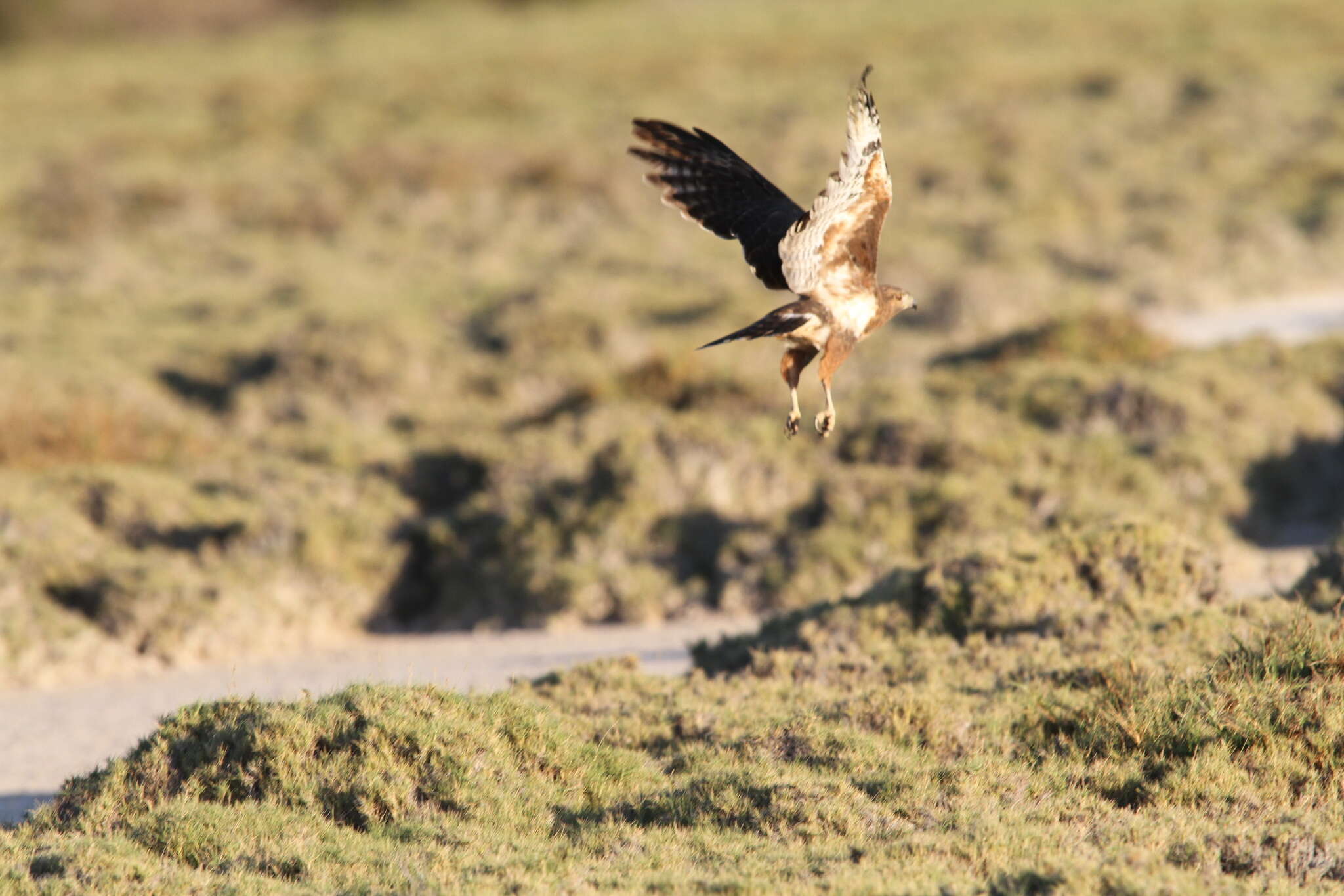 Image of Madagascan Buzzard