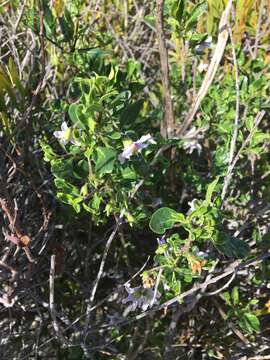 Imagem de Solanum guineense