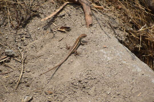 Image of Lesser Ornate Whorltail Iguana