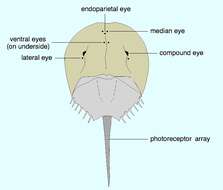 Image of Merostomes