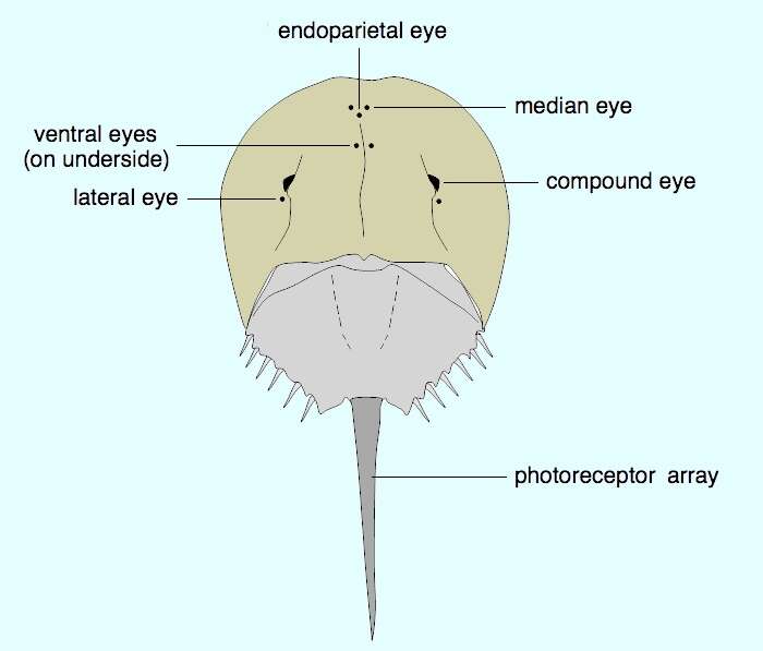 Image of Merostomes