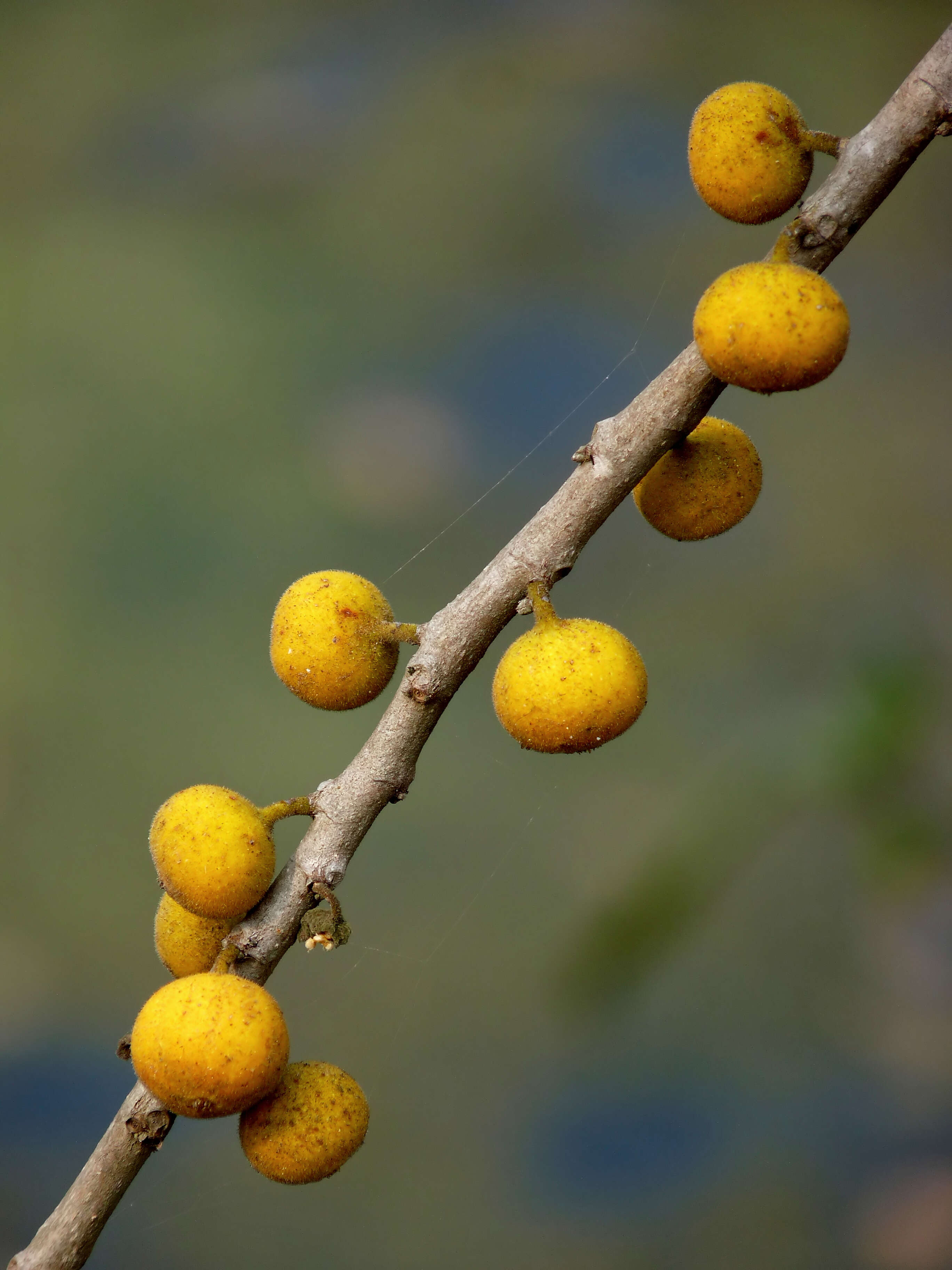 Ficus exasperata Vahl的圖片