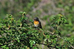 Image of Mugimaki Flycatcher