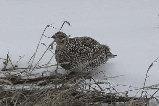 Image of Columbian Sharp-tailed Grouse