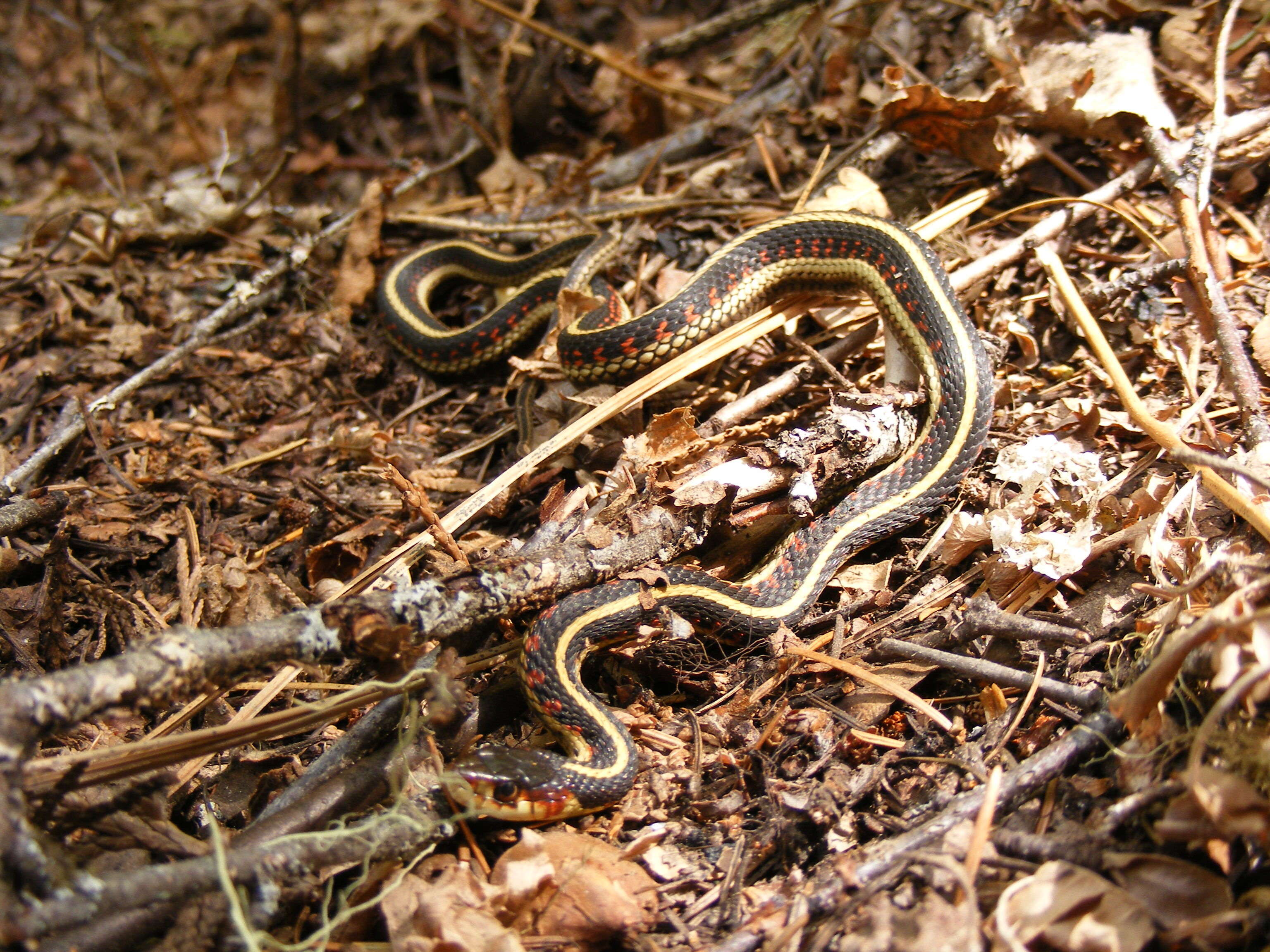 Image of Common Garter Snake