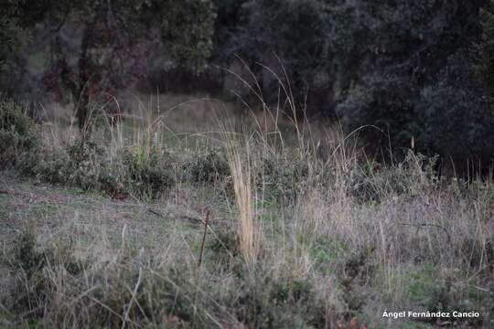 Image of Stipa lagascae Roem. & Schult.