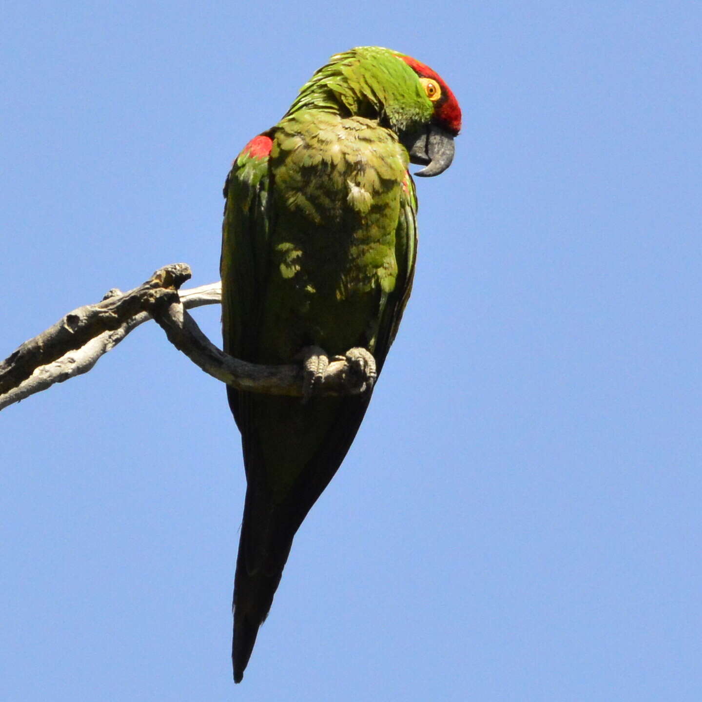 Image of Thick-billed parrot