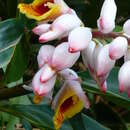 Image of Alpinia nutans (L.) Roscoe