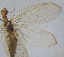 Image of Chloronia mexicana Stitz 1914