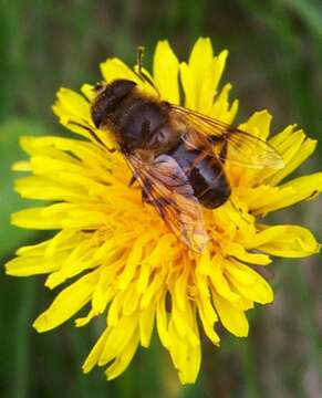 Plancia ëd Eristalis tenax (Linnaeus 1758)