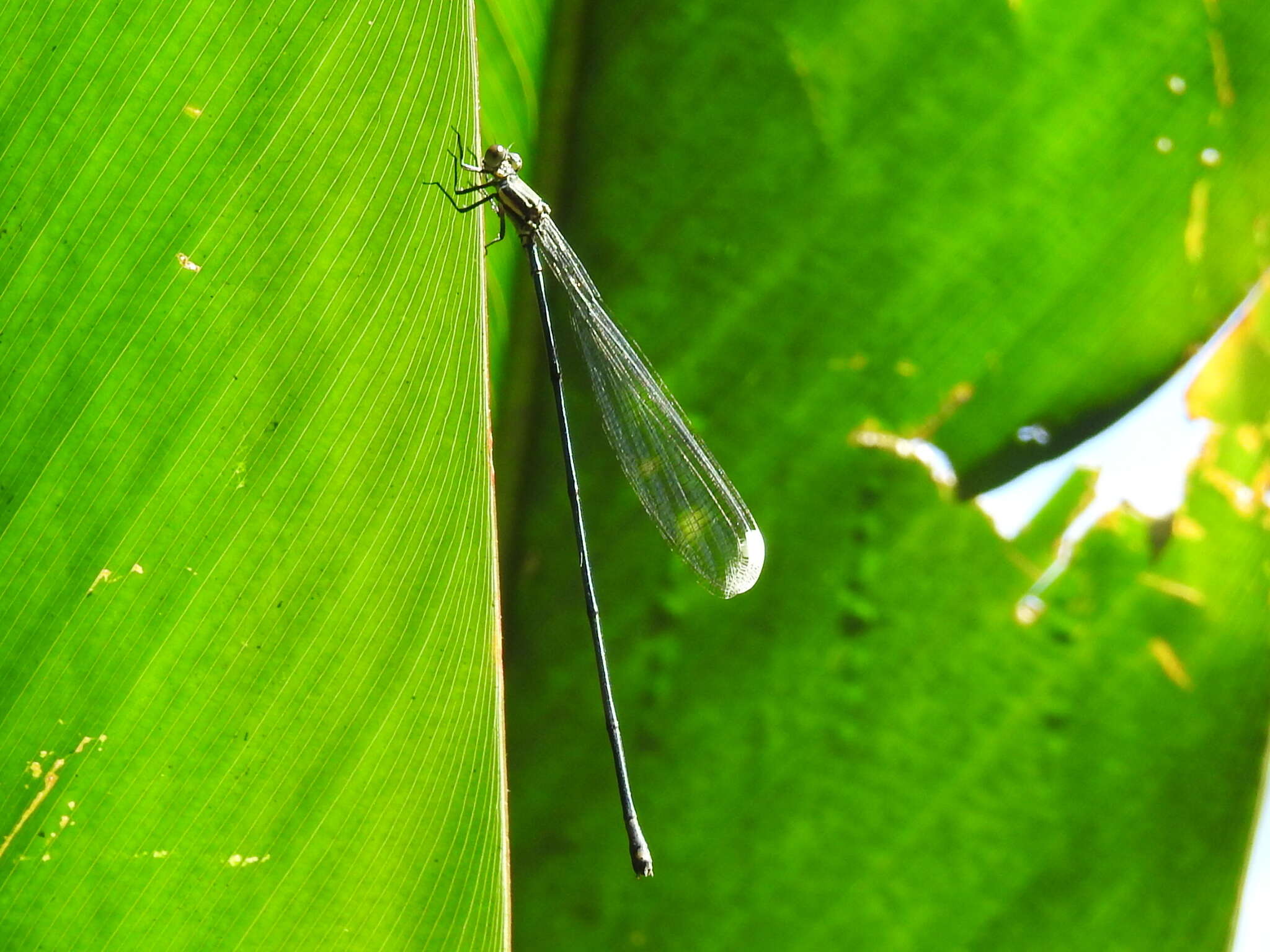 Image of Mecistogaster modesta Selys 1860