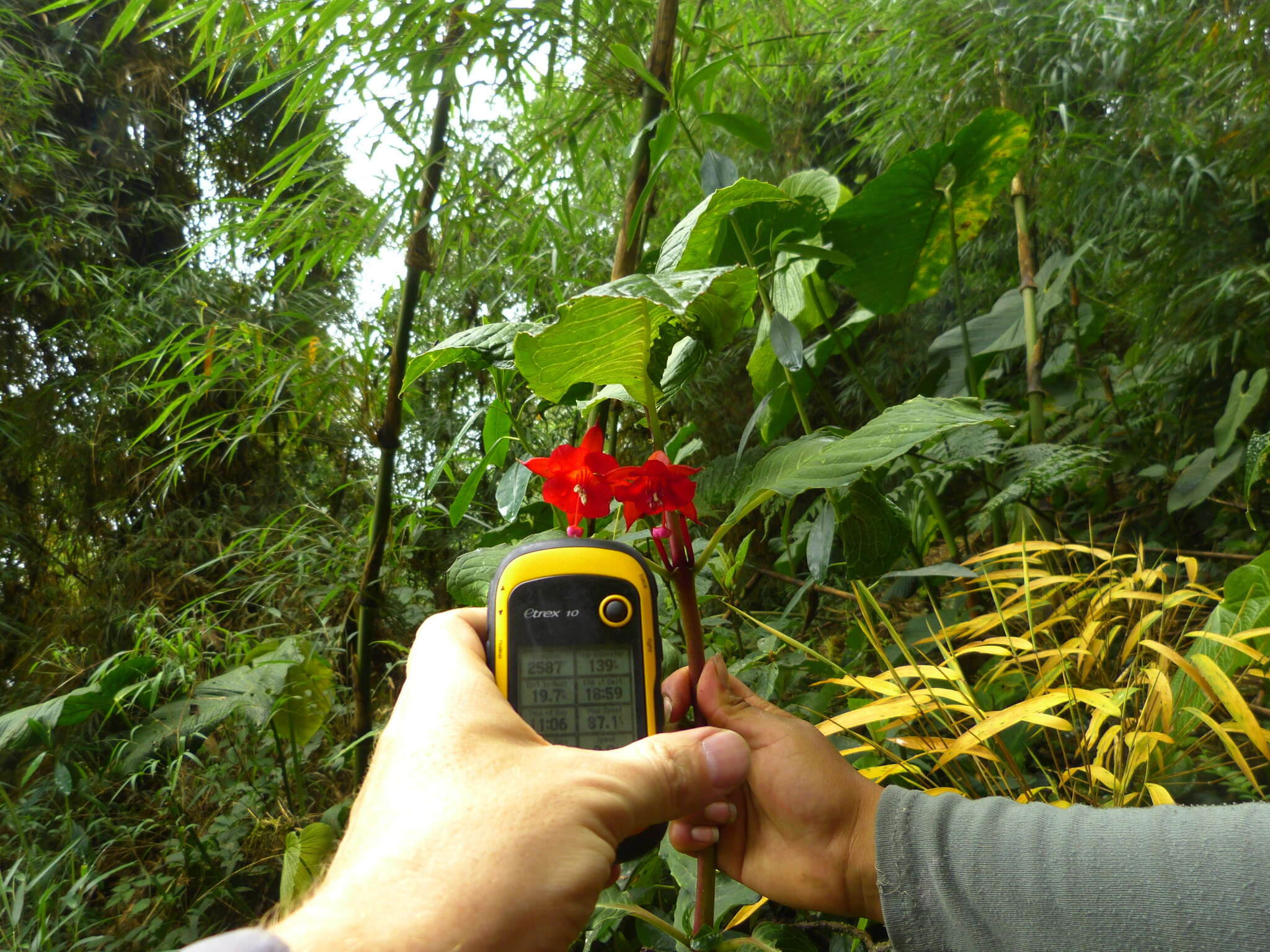 Plancia ëd Fuchsia macrostigma Benth.