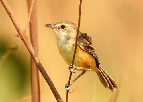 Image of Rufous-sided Pygmy Tyrant