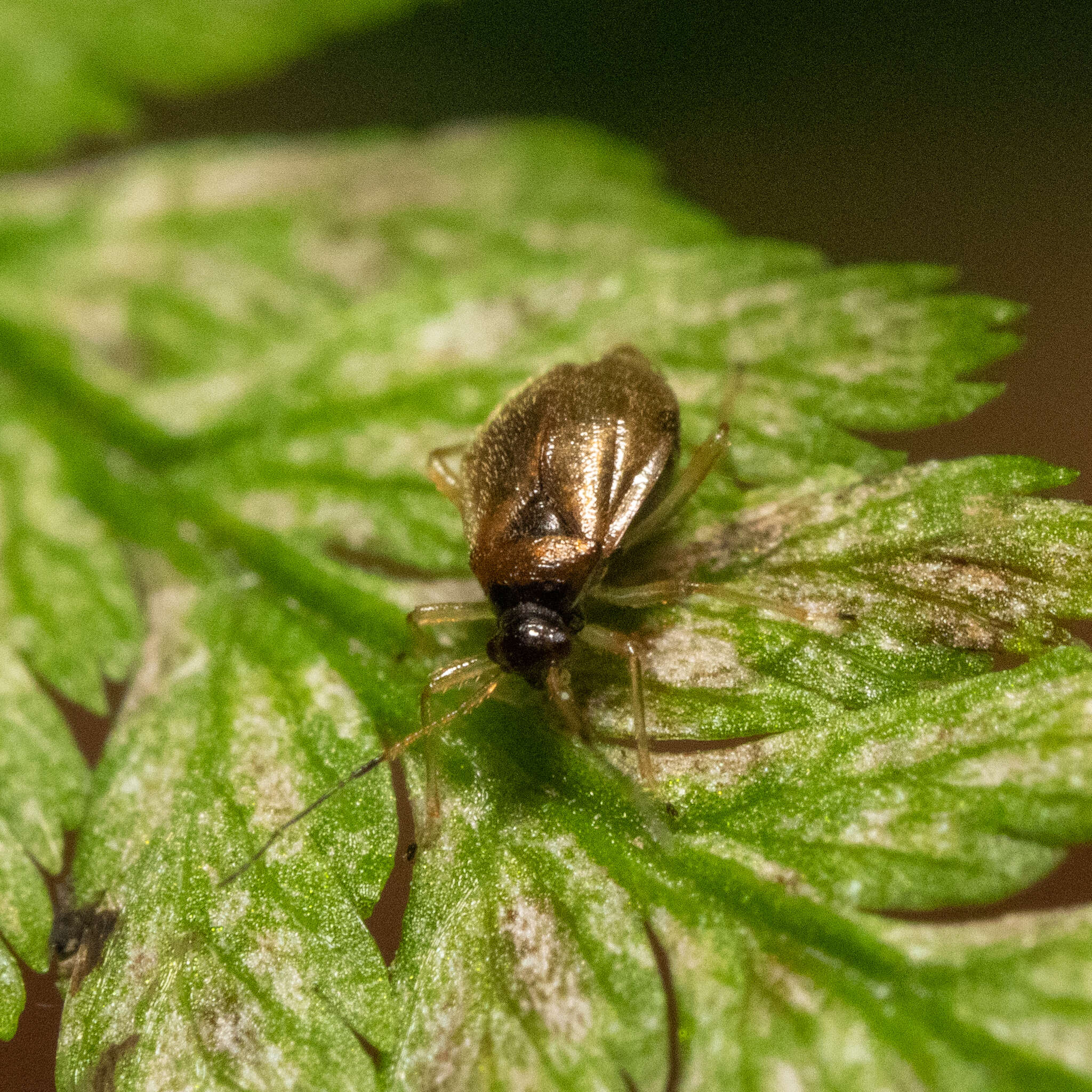 Image of Bryocoris