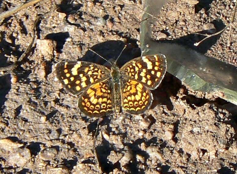 Imagem de Phystis simois variegata Röber 1914