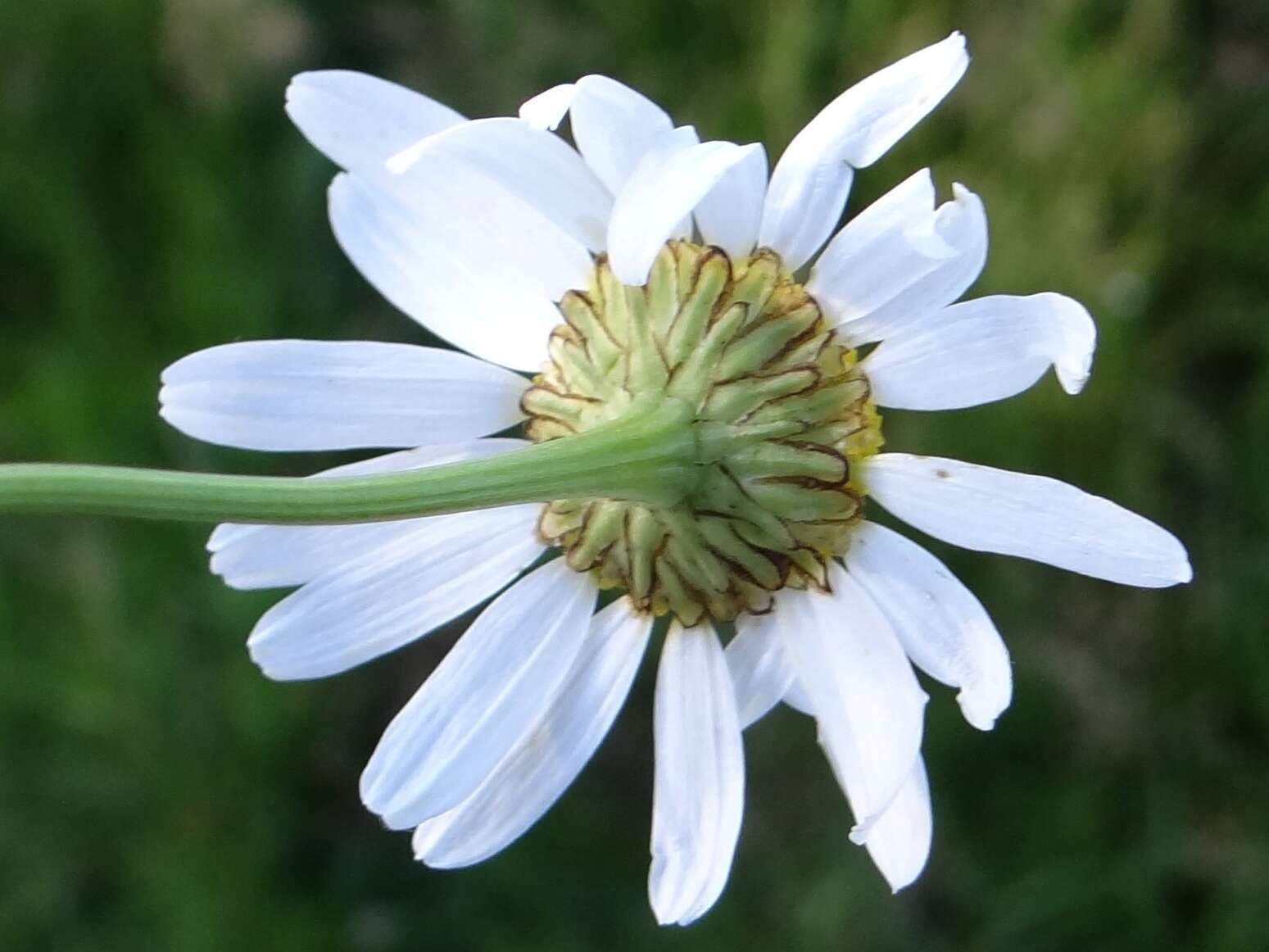 Anthemis arvensis L. resmi