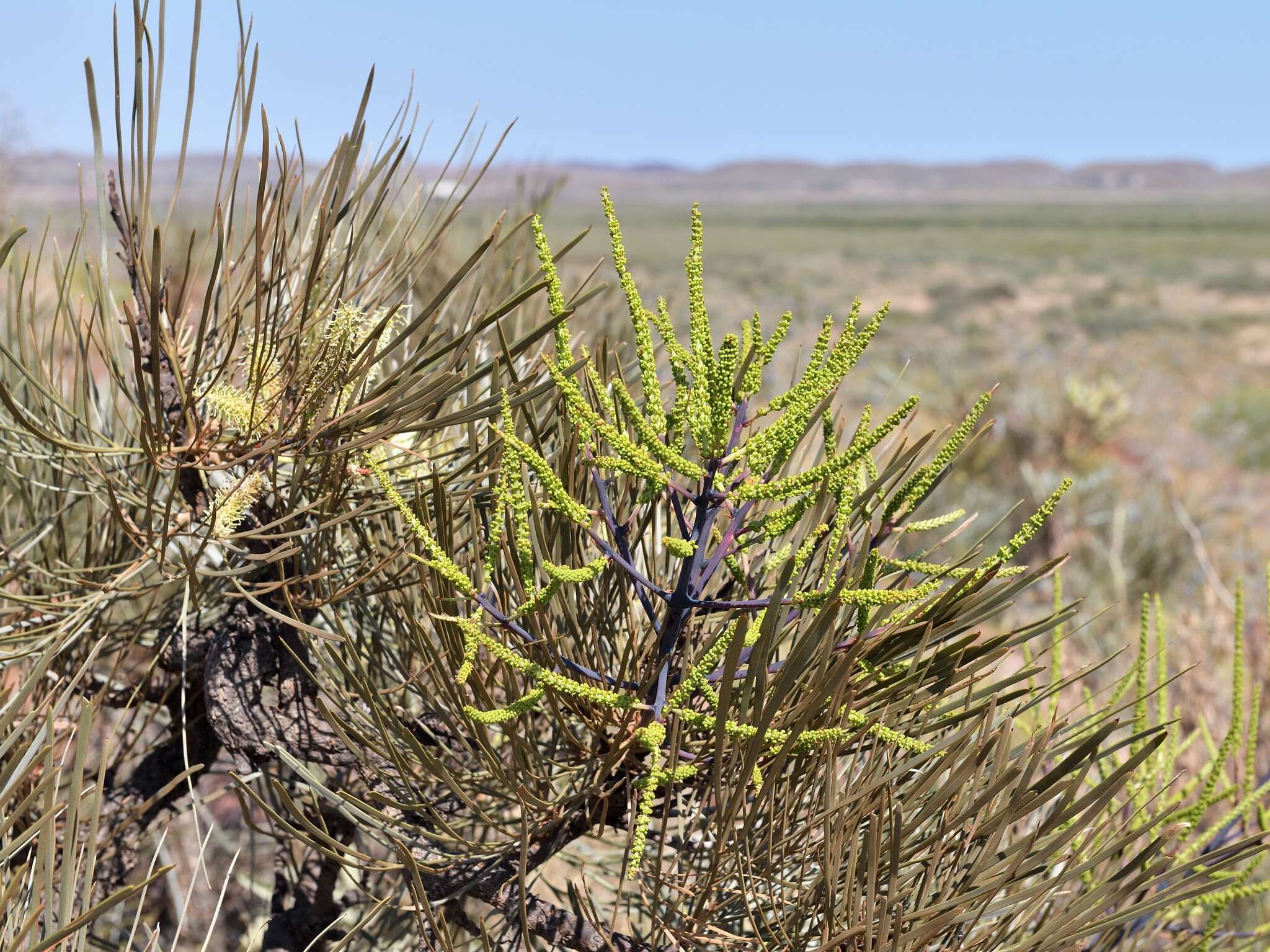 Image of Grevillea pyramidalis A. Cunn. ex R. Br.