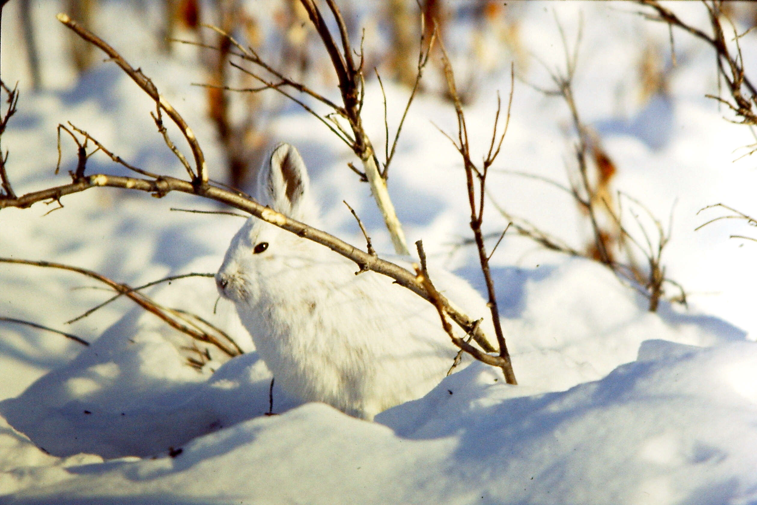 Image of snowshoe hare