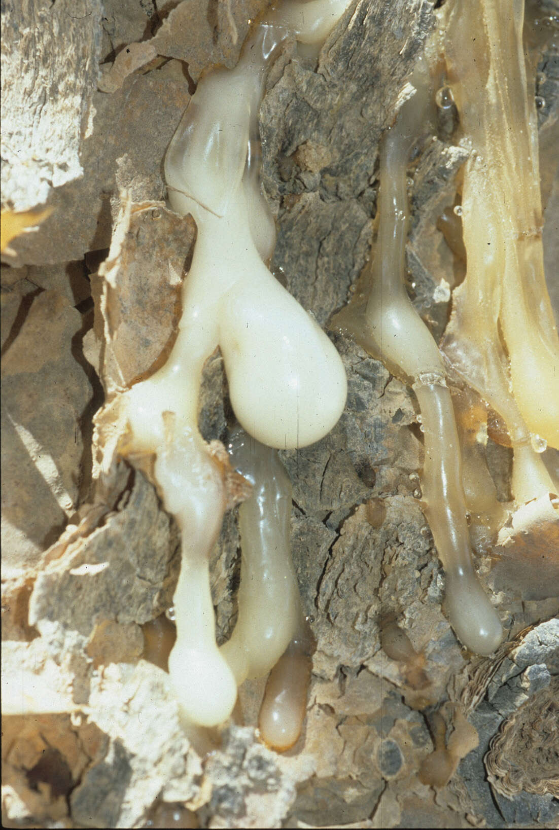 Image of frankincense